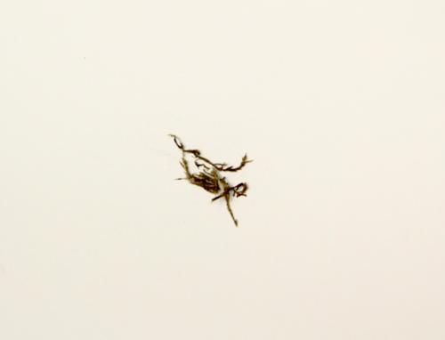 Star campylium moss